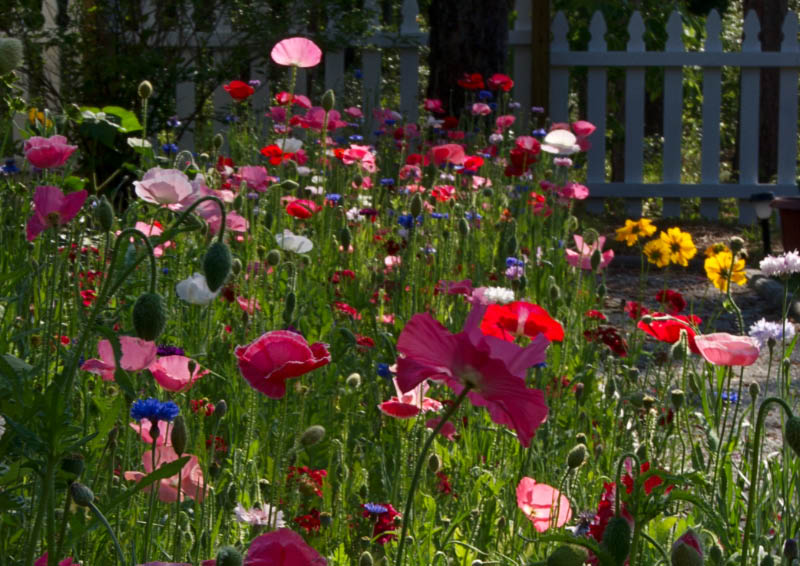 Wildflower Garden