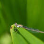 Damselfly Perch