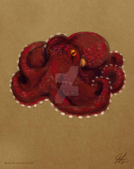 Coconut Octopus