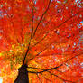 Autumn Ablaze