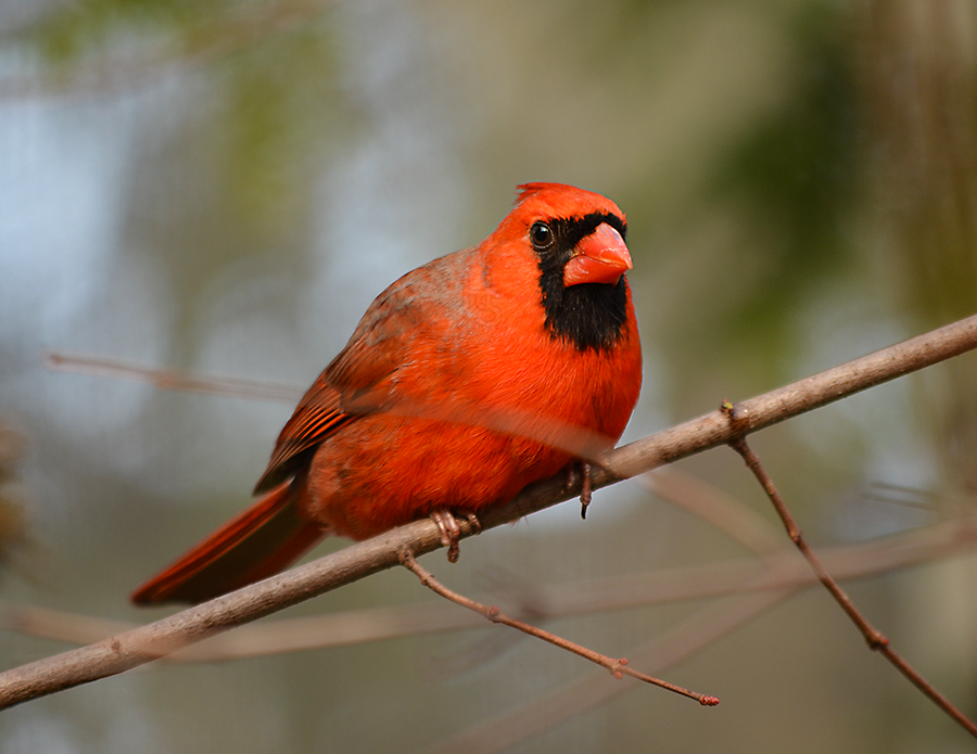 Scarlet Wings