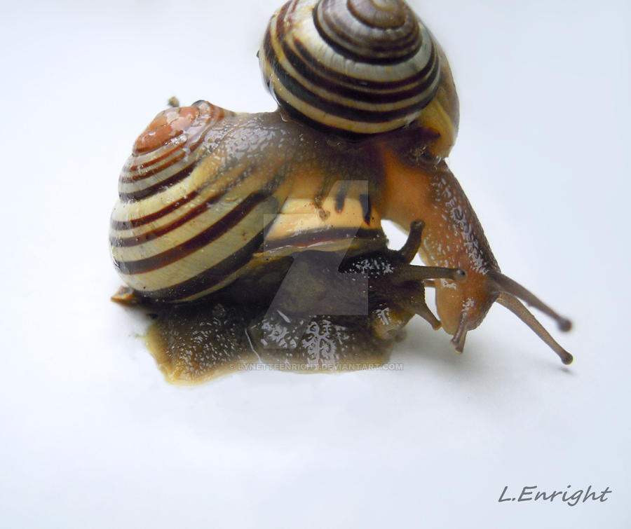 Snail Back