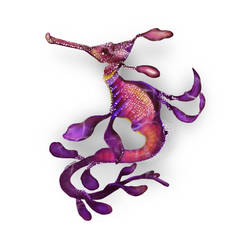 Sea Dragon