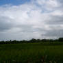 carpet of reeds