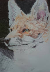 Fox WIP, ballpoint