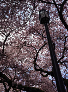 Spring at the UW