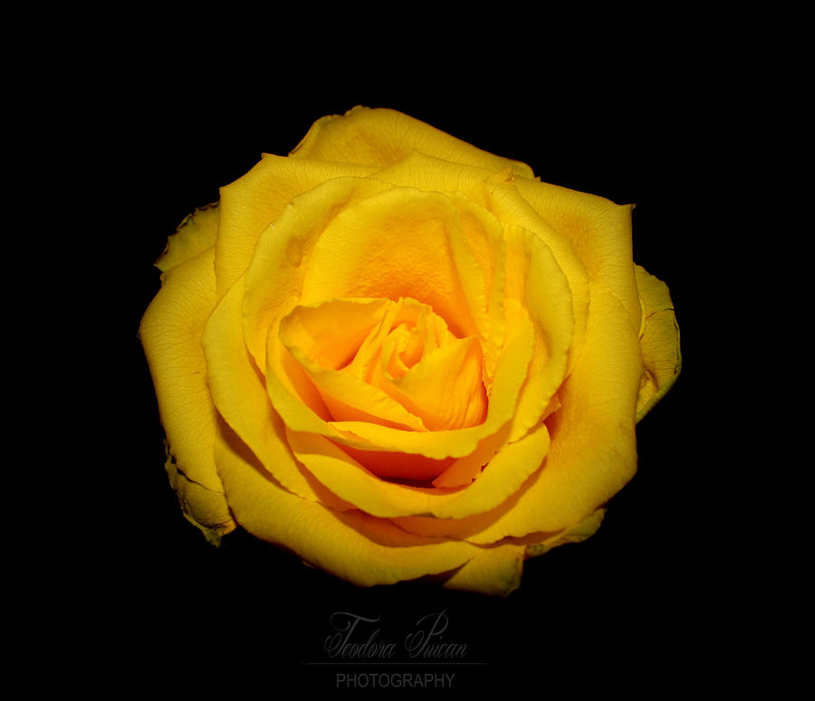 Roses Are R... Yellow