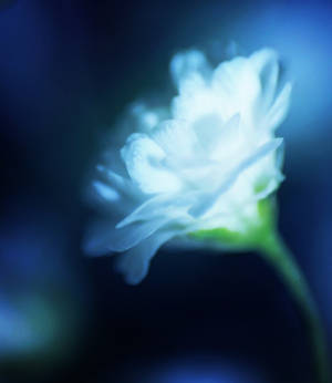 Gorgeous by xChristina27x Gorgeous by xChristina27x