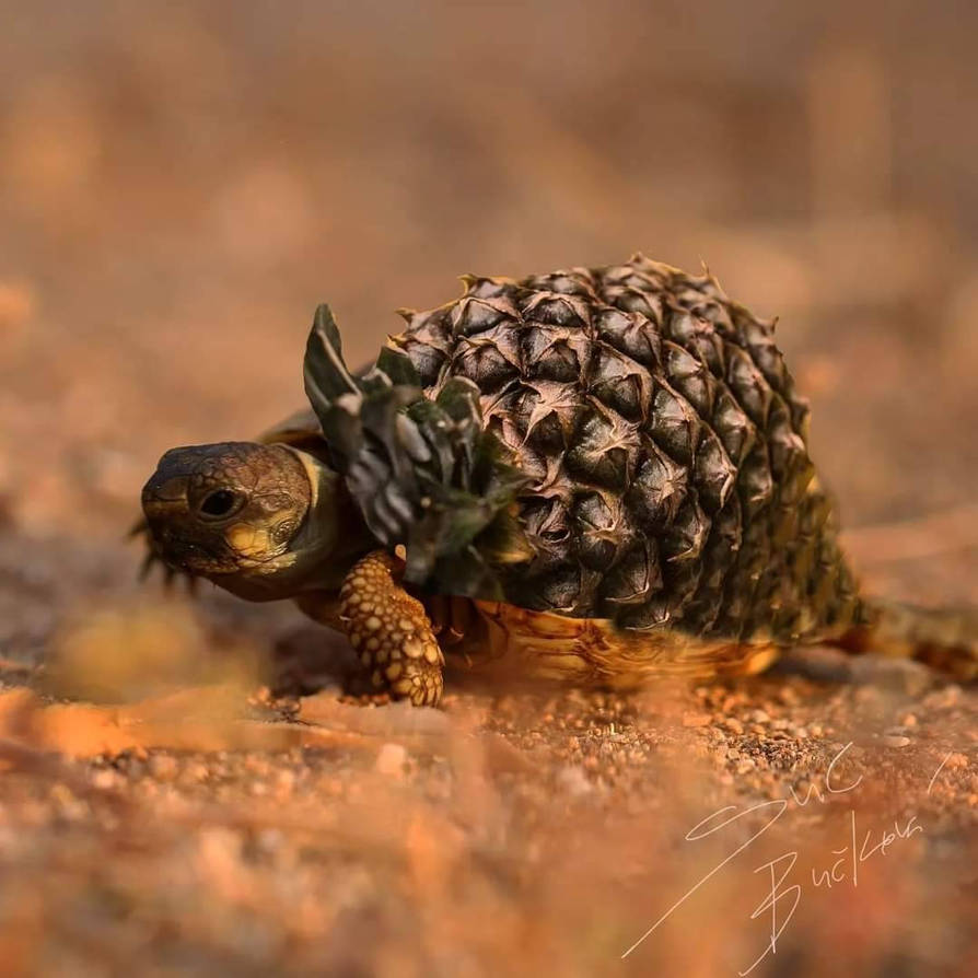 Pinaple Turtle The pineaple turtle by Sue-Harrinquez on DeviantArt
