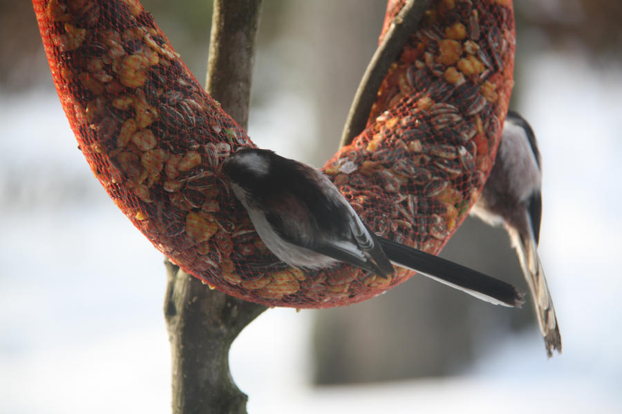 Winter Birds