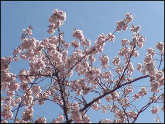 Sakura Blossoms