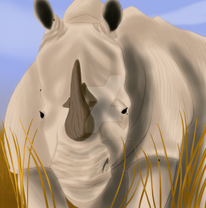 African Rhino