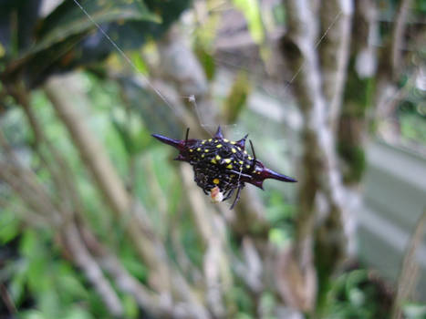 Spiny Spider