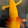 Golden Axolotl