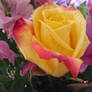 Yellow Rose