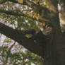 Samuel Rainwood in Timble Woods - 2014