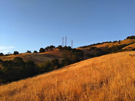 Rolling hills of summer gold