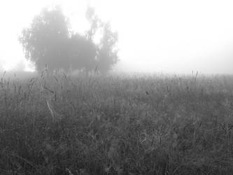 Pure morning - bw