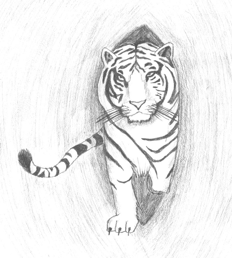 White Tiger Drawing by King-Radical-II on DeviantArt