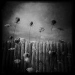 Harvest by Venasque
