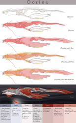 Anatomy of Oorieu by VaraAnn