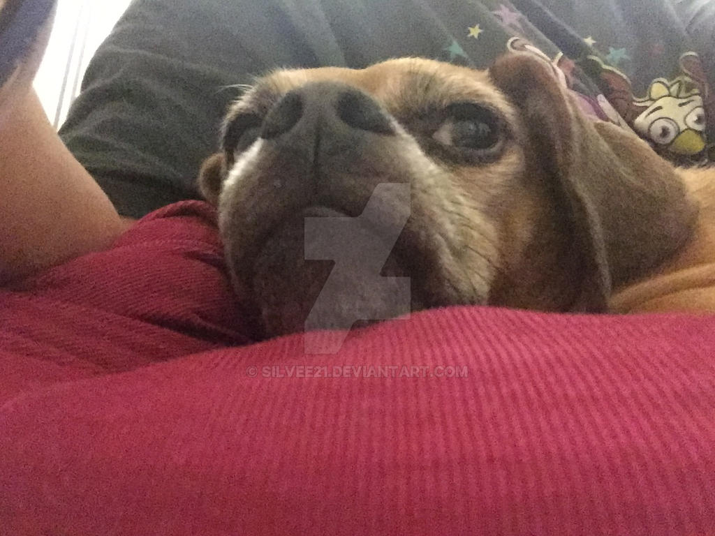 Sassy Dogs by silvee21 on DeviantArt