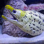 Moray Eel