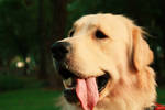 Golden retriever by Forsword