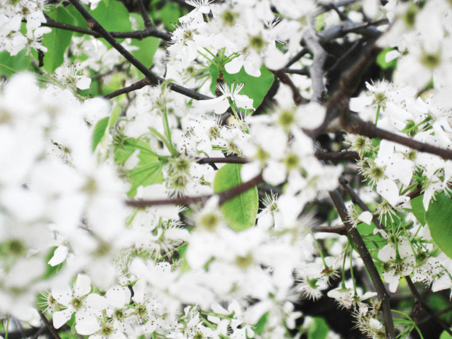 Last Spring by pAtChEzS on DeviantArt