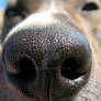 dog nose