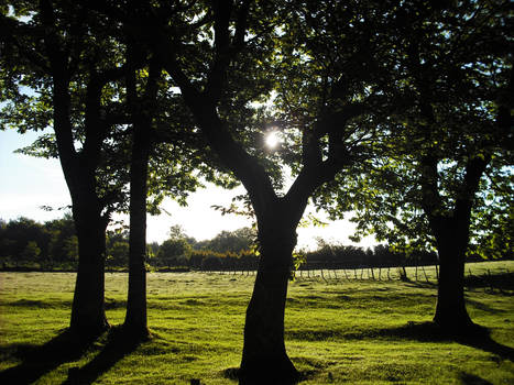 Sun Rays