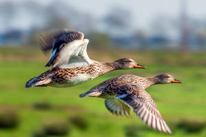 Flying ducks