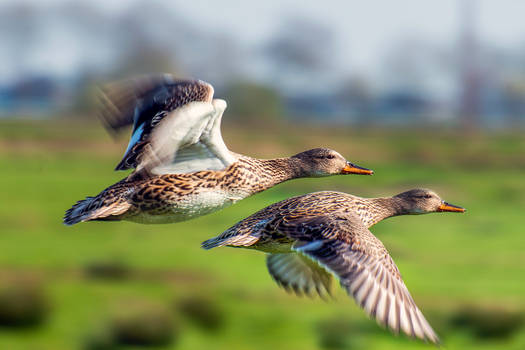 Flying ducks