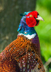 pheasant