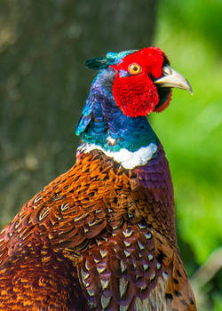 pheasant