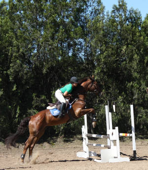 STOCK Jumping horse 16