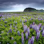 Infinite Purple