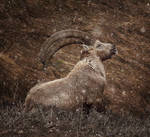 Ibex in the Snow by alexandre-deschaumes