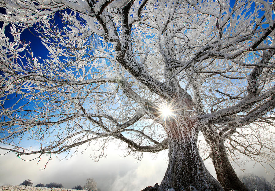 frozen Claws of Winter