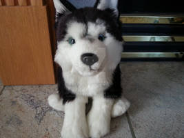 Webkinz Signature Siberian Husky