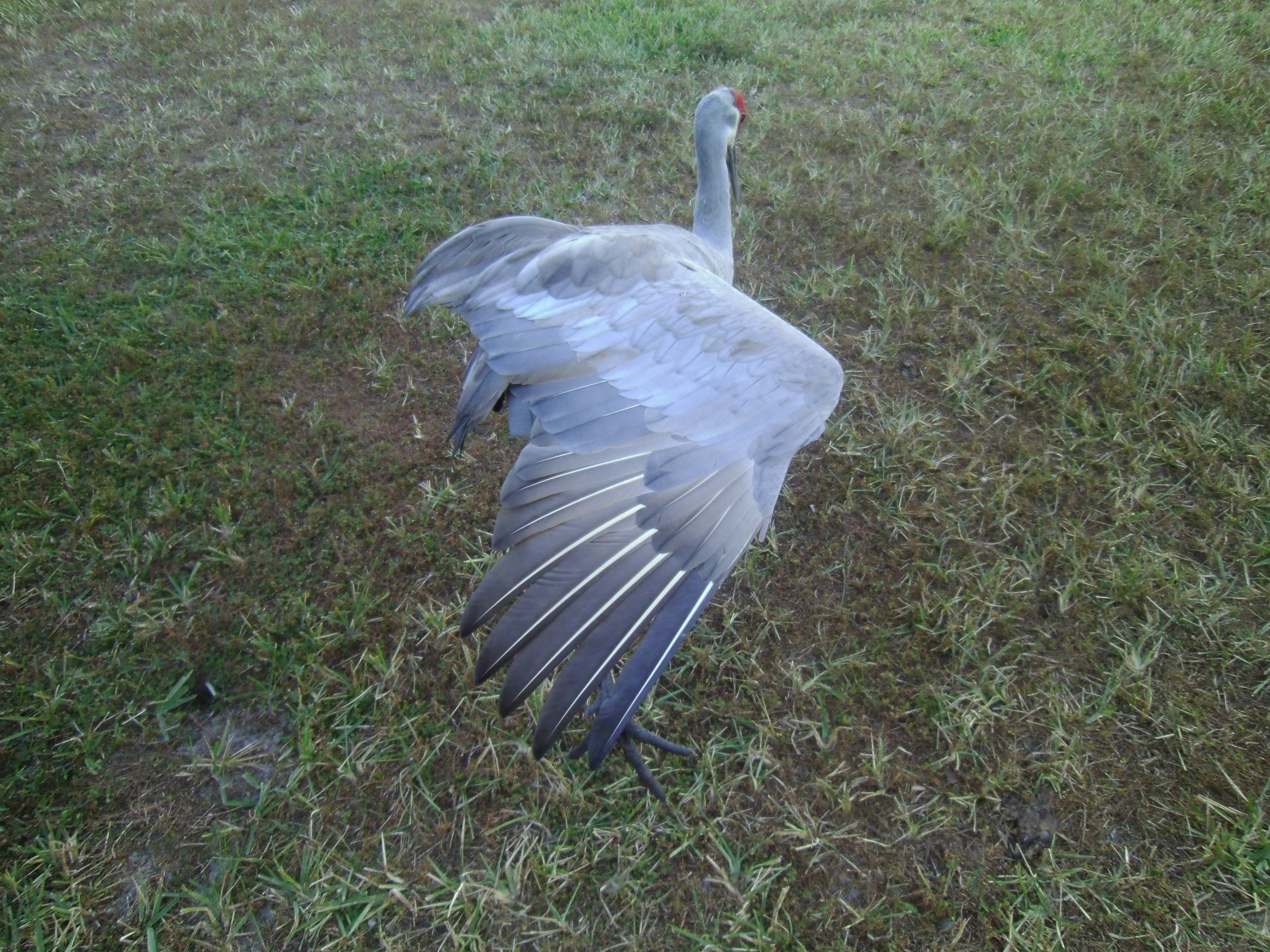 Sandhill Crane 7