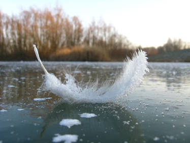 Icy feather