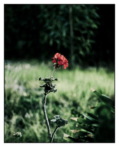 Single Red Flower by MattLew