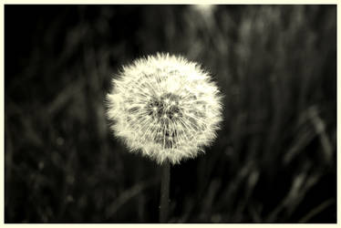 Pusteblume