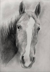 Horsedrawing