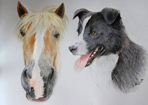 Animaldrawing