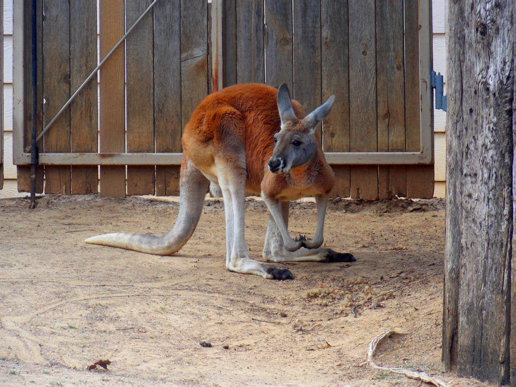 Kangaroo by Evrdreamer on DeviantArt