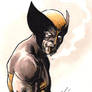 Wolverine DSC