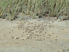 fiddler crabs