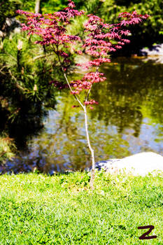 red tree